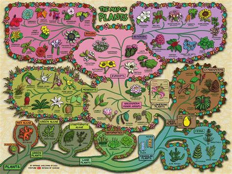 Explore the Complex World of Plants with This Captivating Map