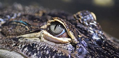 All About Alligator Eyes (With Pictures & Surprising Facts!)