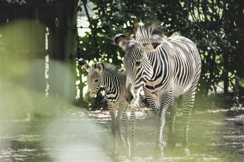 The Jacksonville Zoo is home to a new baby zebra | Jacksonville Magazine