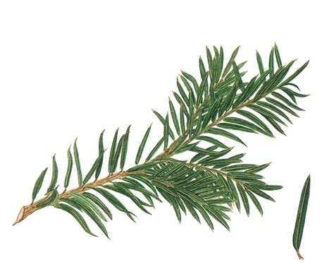 Taxus baccata - EUFORGEN European forest genetic resources programme