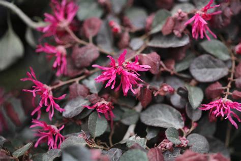 Pink Spring Flowering Shrub Identification : Pretty In Pink 10 Shrubs ...