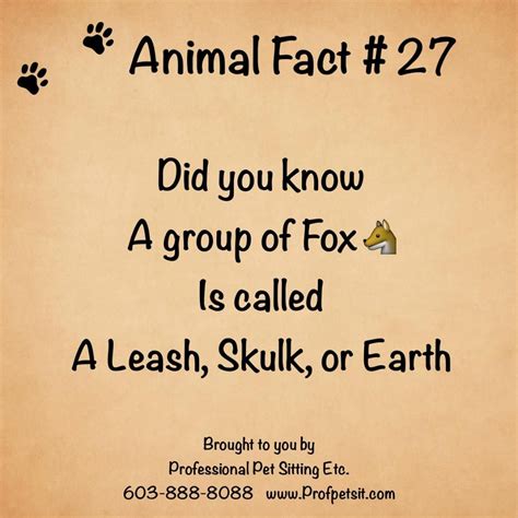 Animal Fact #27 - Did you know a group of Fox is called a Leash, Skulk, or Earth #animal, # ...