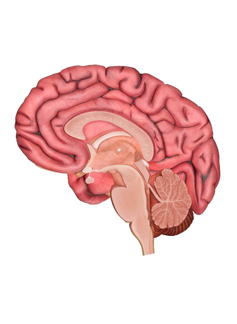 Human brain diagram, Brain diagram, Human brain