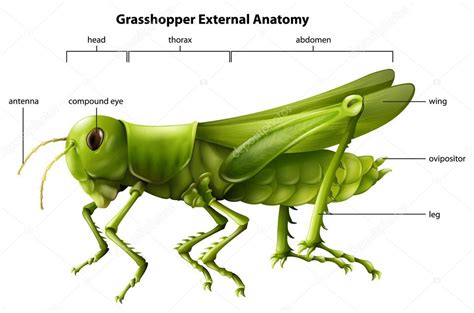 Externe Anatomie einer Heuschrecke — Stockvektor #26395259