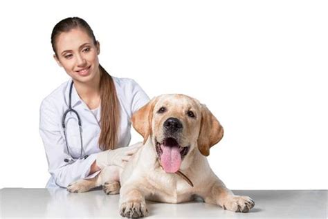 Luxating Patella In Dogs | Symptoms & Treatment | BWM