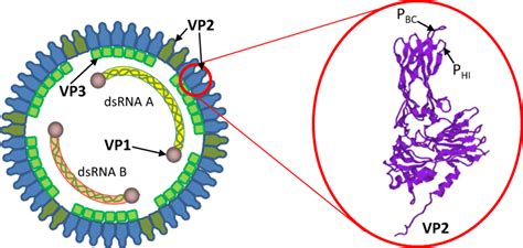 Schematic representation of the IBDV structure. The IBDV genome... | Download Scientific Diagram