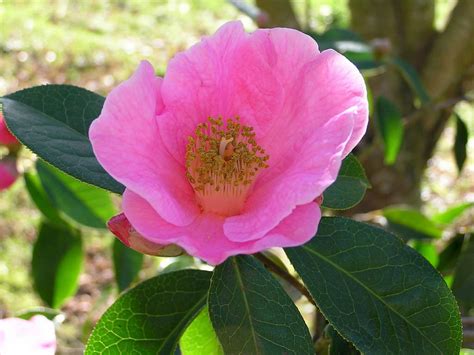 Camellia reticulata (Yunnan Camellia) - World of Flowering Plants