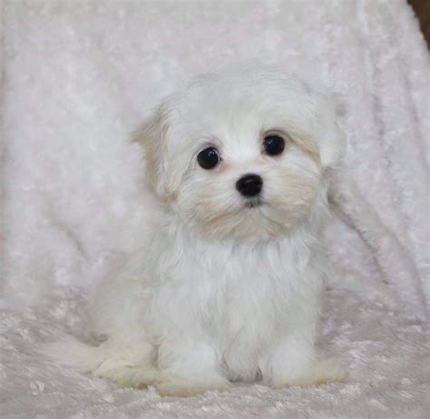 Maltipoo Puppies For Sale | California, MD Teacup Maltese For Sale, Maltipoo Puppies For Sale ...