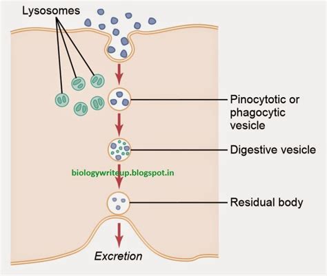 BIOLOGY WRITE-UP - BIOLOGY ARTICLES: FUNCTIONAL SYSTEM OF THE CELL: Endocytosis, pinocytosis ...