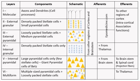 Cerebral Cortex Layers (Microanatomy) Simplified | Epomedicine