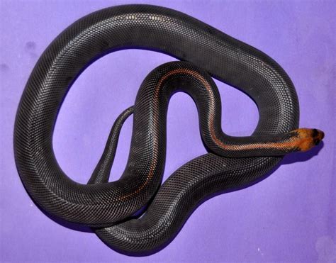 Woma Morphs? | Cute snake, Beautiful snakes, Melanistic