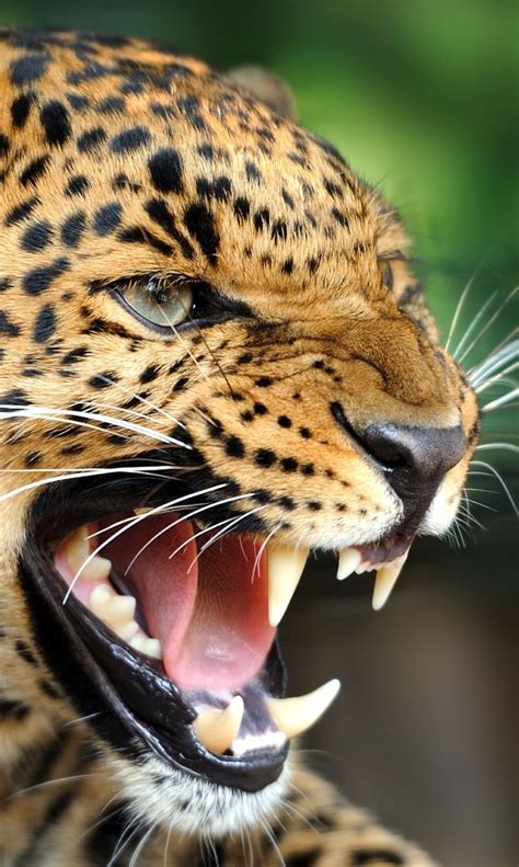 Look at that awesome leopard face! #BigCatFamily | Animals beautiful, Big cats, Animals