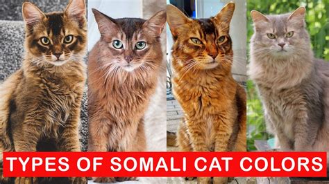 9 Types of Somali Cat colors / Types of Somali Cats - YouTube