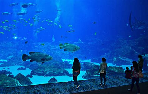 Best Places Atlanta – The Georgia Aquarium Is a Must See For Both Locals and Visitors. - Best ...