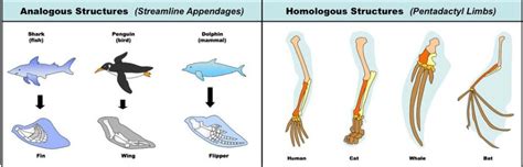 Homologous and Analogous Structures - Differences and Importance