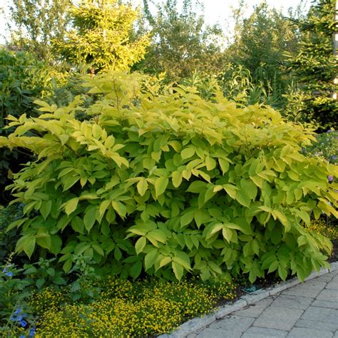 Aralia 'Sun King': Perennial Plant of the Year - Fine Gardening