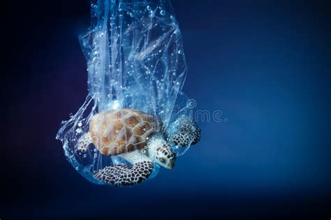 Leatherback Turtle Eating Plastic Bags