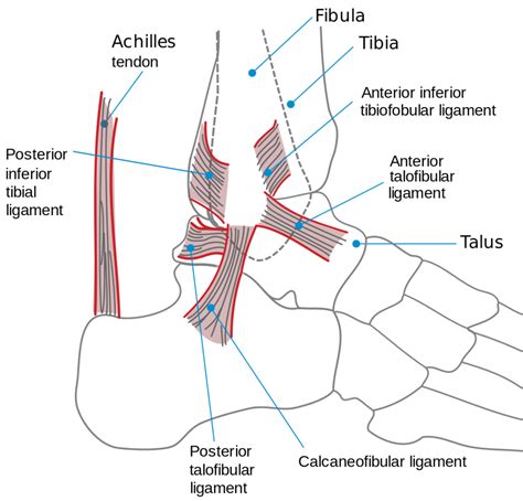 How to Effectively Treat Lateral Ankle Sprains — EducatedPT