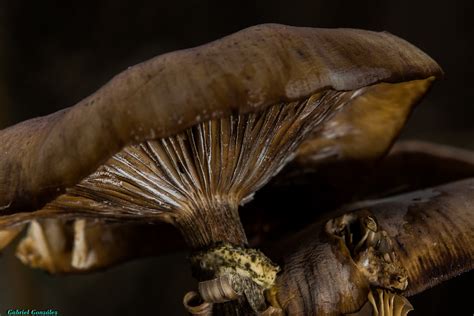 Free Images : nature, wood, photo, horn, close up, mushrooms ...
