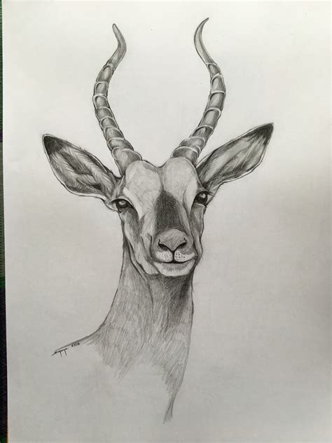 Antelope #drawing #art #blackandwhite # Pencil | Pencil drawings of animals, Boho art drawings ...