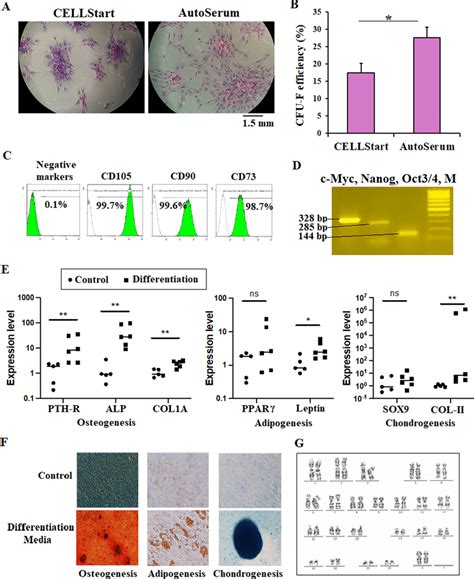 UCB-MSC characterization. a The morphology of CFU formed from cells ...