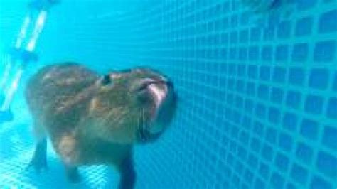 Capybara Baby Swimming