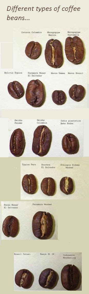 What are the different types of coffee beans | Coffee beans, Buy coffee ...