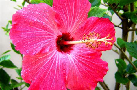 Pink Hibiscus Flower | Hibiscus bush, Florida flowers, Beautiful flowers