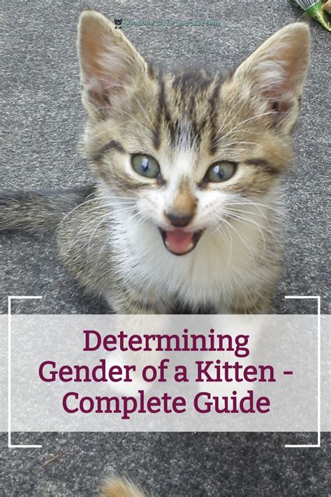 How to tell the gender of a kitten with pictures – Artofit