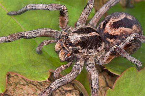 Wolf Spiders in Idaho: Everything You Need To Know - AZ Animals