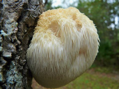 14 Top health benefits of Lion’s mane mushroom| HB times