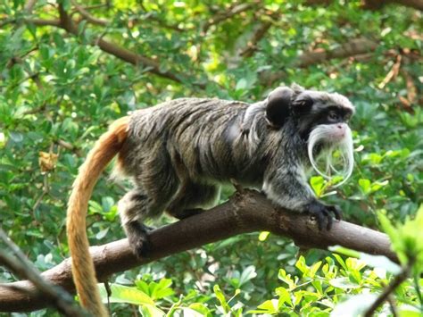 Emperor Tamarin Animals | Interesting Facts & New Pictures | All Wildlife Photographs