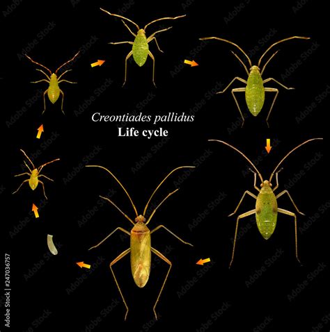 Bug, Creontiades pallidus (Hemiptera: Miridae). Life cycle. Development ...