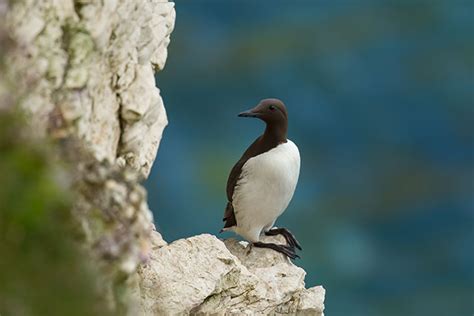 Guillemot | Bird Identification Guide | Bird Spot