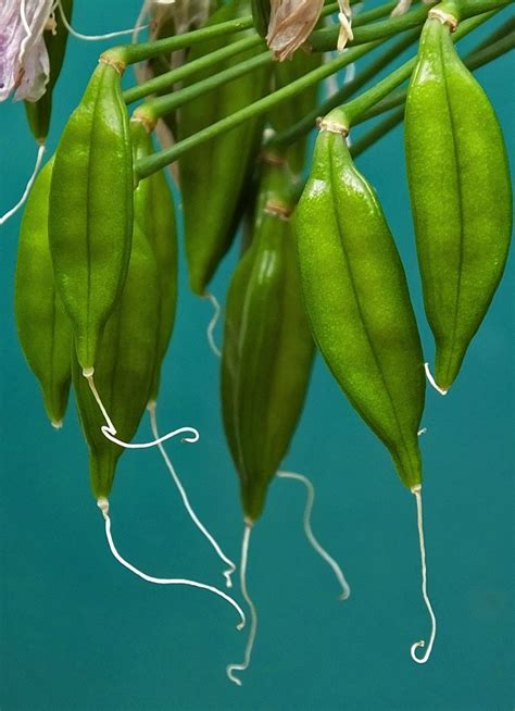 Agapanthus seed pods | Seed pods, Seeds, Flower seeds