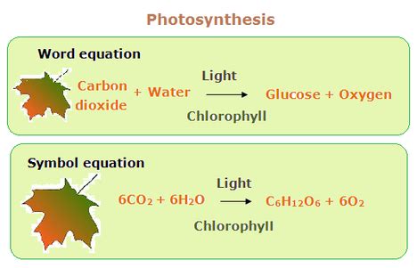 Outrageous A Chemical Equation For Photosynthesis Ib Hl Physics Formula ...