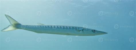 Barracuda Fish underwater 12250193 Stock Photo at Vecteezy