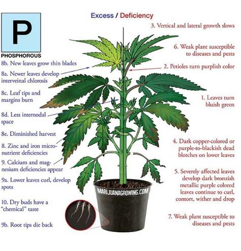 Fix the Phosphorus Deficiency in your Marijuana Plants!