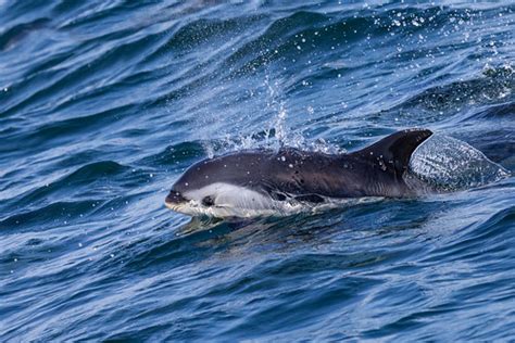 Atlantic White-sided Dolphin | Dauphin à flancs blancs de… | Flickr