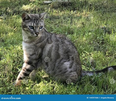 Snow lynx Bengal cat stock photo. Image of grass, bengal - 144597686