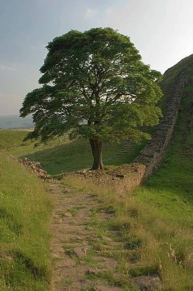 Sycamore Gap, location for scene in the film Robin Hood (Photos Framed ...