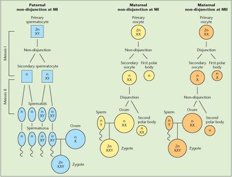 Klinefelter syndrome: more than hypogonadism - Metabolism - Clinical and Experimental