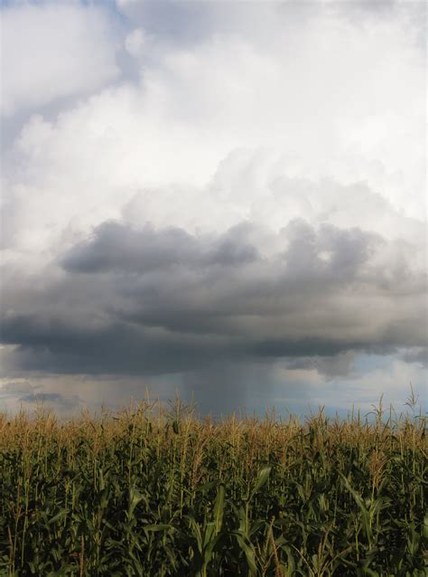 Photo of a Corn Field · Free Stock Photo