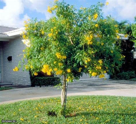 Yellow Elder Tecoma stans : HGTV Gardens | Front yard plants, Trees to plant, Flowering trees