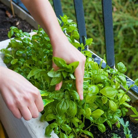 How to grow Basil From Cuttings? - Tips for Propagating Basil