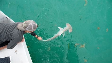 A hammerhead shark baby boom near Florida hints at a historic nursery ...