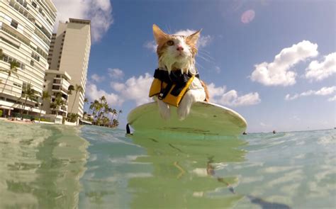 Kuli the one-eyed Surfing Cat loves riding the Hawaiian Waves