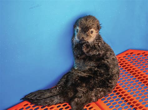 Sea otter pup rescued in Kenai | Homer News