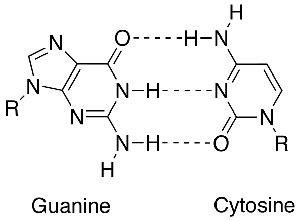 How Many Bonds Are Between Cytosine and Guanine? | Reference.com