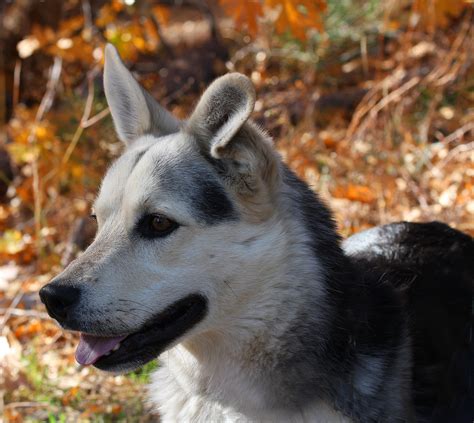 The German Shepherd Husky Mix (a.k.a Gerberian Shepsky) – all you need ...